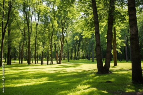 Serene and Verdant: A Forest of Green Trees in a Sunlit Landscape Perfect for Outdoors and Nature Tourism photo