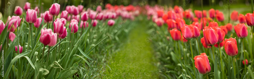 tulipany, wiosenne kwiaty na rabacie w ogrodzie, tulipany, wiosenne kwiaty na rabacie w ogrodzie,