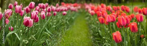 tulipany, wiosenne kwiaty na rabacie w ogrodzie,  © meegi