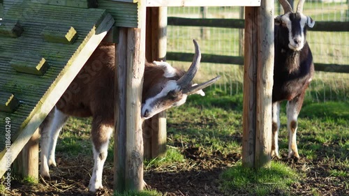 Goat sharpening its horns on a wooden fence inside a farm enclosure outdoors