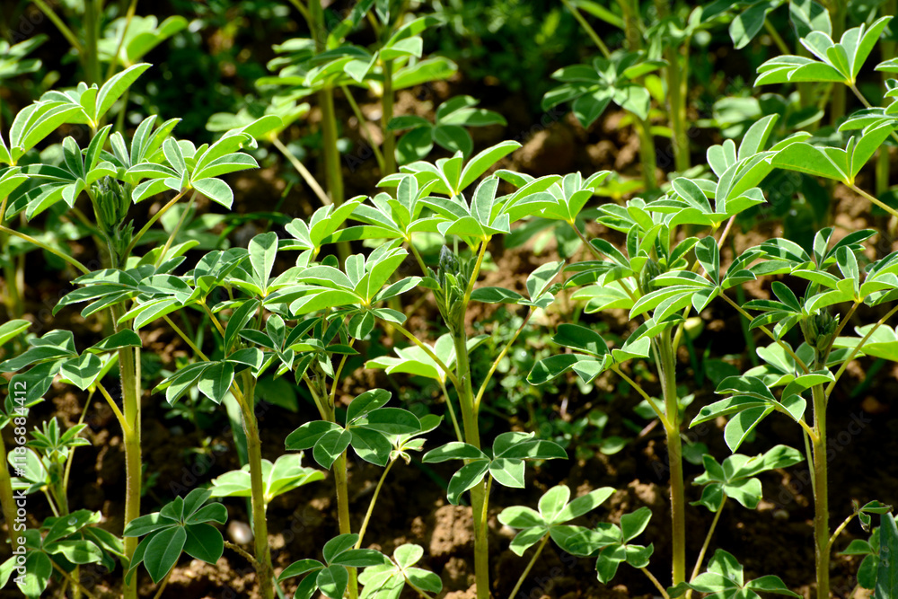 Lupinen, Körnerlupinen, Lupinus spp. im Jungstadium, Mehrblattstadium Lupinen, Körnerlupinen, Lupinus spp. im Jungstadium, Mehrblattstadium