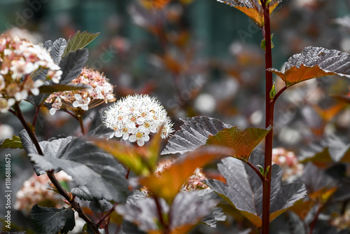 Beautiful blooming ninebark flowers.