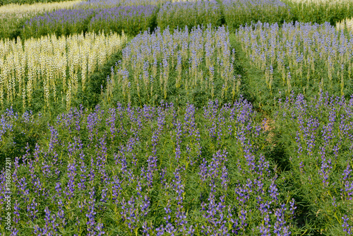 Lupinen,  Lupinus spp. Blüte, Sortenprüfung photo