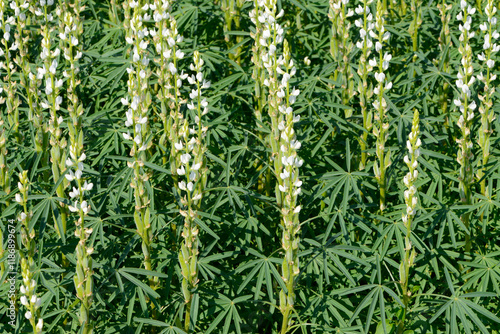 Weiße Lupine,  Lupinus albus photo