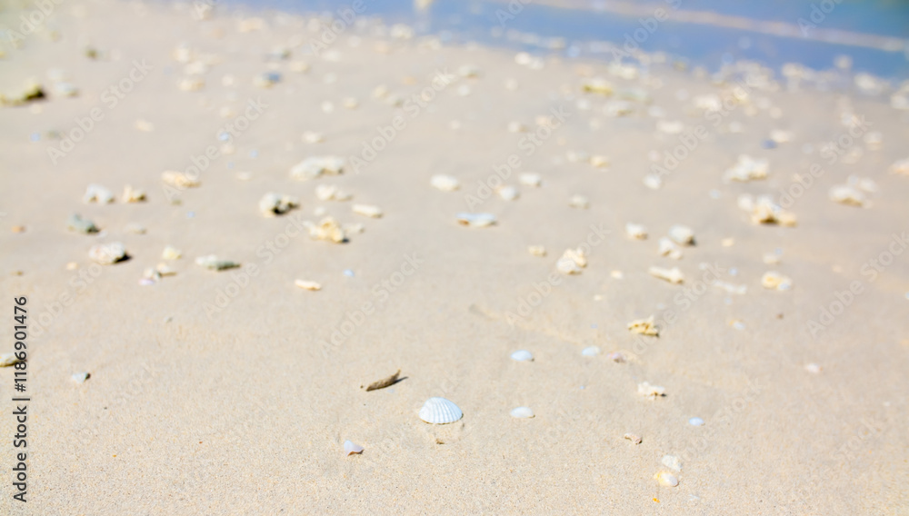 Corals on the sand on the seashore. Seascape background, sandy shore with corals and shells. Corals on the sand on the seashore. Seascape background, sandy shore with corals and shells.