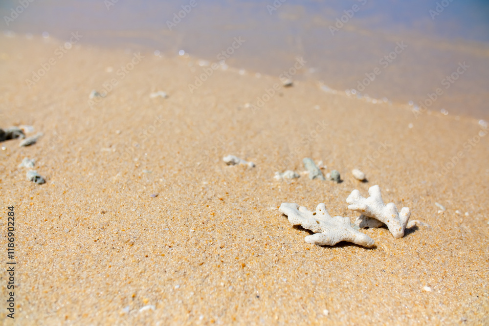 Corals on the sand on the seashore. Seascape background, sandy shore with corals and shells. Corals on the sand on the seashore. Seascape background, sandy shore with corals and shells.