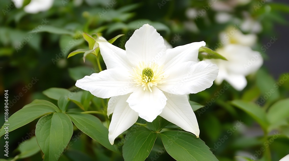 Closeup of Pure White Clematis Flower with Vibrant Green Leaves : Generative AI Closeup of Pure White Clematis Flower with Vibrant Green Leaves : Generative AI