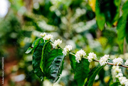 Foto Beautiful coffee bushes in the flowering stage. Coffee flower.