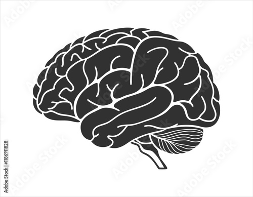 vector graphic of a brain highlighting cerebral cortex and cerebellum, ideal for scientific presentations and health-related content.