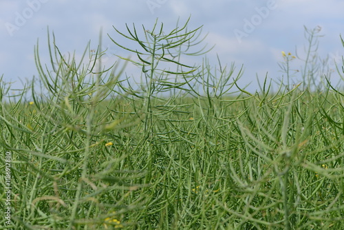 Raps,  Winterraps,  Brassica napus L., Schotenbildung photo