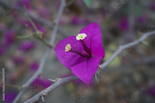 Beautiful Magenta Paperflower, Bougainvillea glabra flowers blooming in a garden, the lesser bougainvillea or paperflower blooming. photo