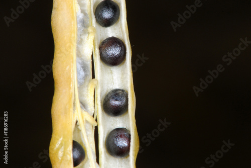 Raps,  Winterraps,  Brassica napus L., Schoten,  Samen photo