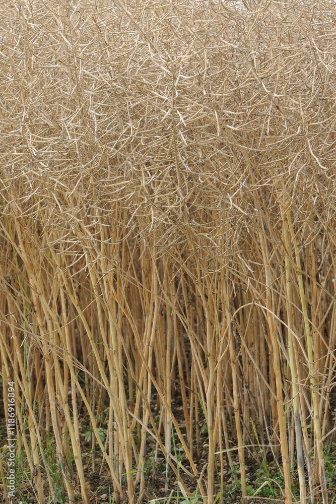 Raps, Winterraps, Brassica napus L., Erntereif Raps, Winterraps, Brassica napus L., Erntereif
