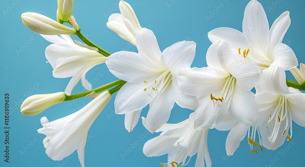 Fototapeta premium Elegant white lilies in full bloom against a soft blue background