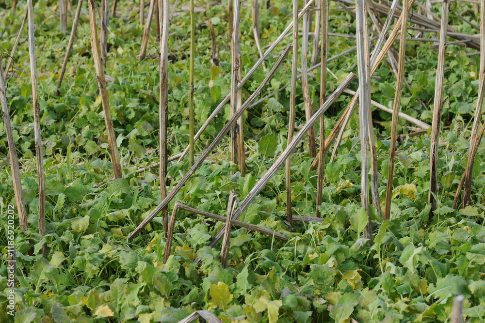 Raps,  Winterraps,  Brassica napus L. Ausfallraps