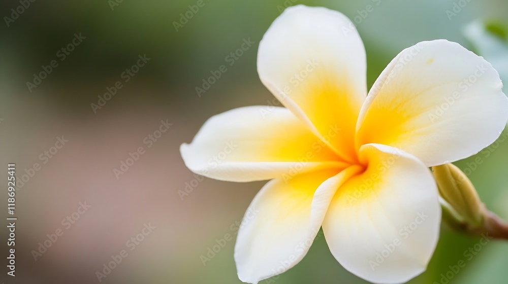 Plumeria Flower in Soft Focus Showcasing Delicate White Petals with Yellow Center : Generative AI Plumeria Flower in Soft Focus Showcasing Delicate White Petals with Yellow Center : Generative AI