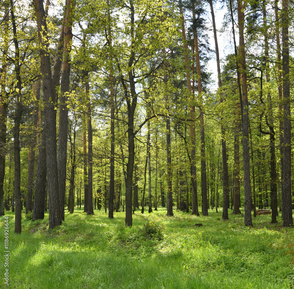 Fototapeta premium Forest with pine and birch trees on a sunny summer day