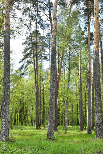 Forest with pine and birch trees on a sunny summer day photo