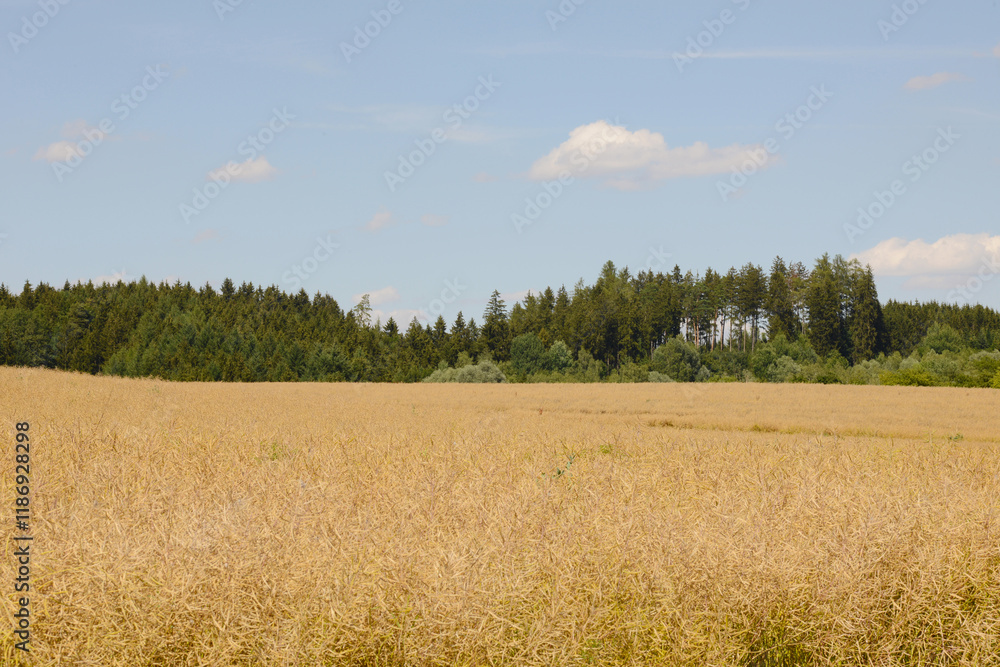 Raps, Winterraps, Brassica napus L., Erntereif Raps, Winterraps, Brassica napus L., Erntereif