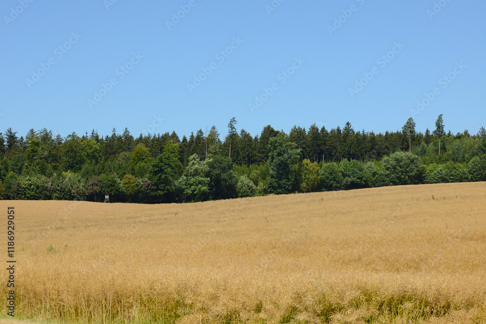 Obraz premium Raps, Winterraps, Brassica napus L., Erntereif