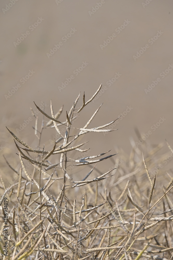 Fototapeta premium Raps, Winterraps, Brassica napus L., Erntereif