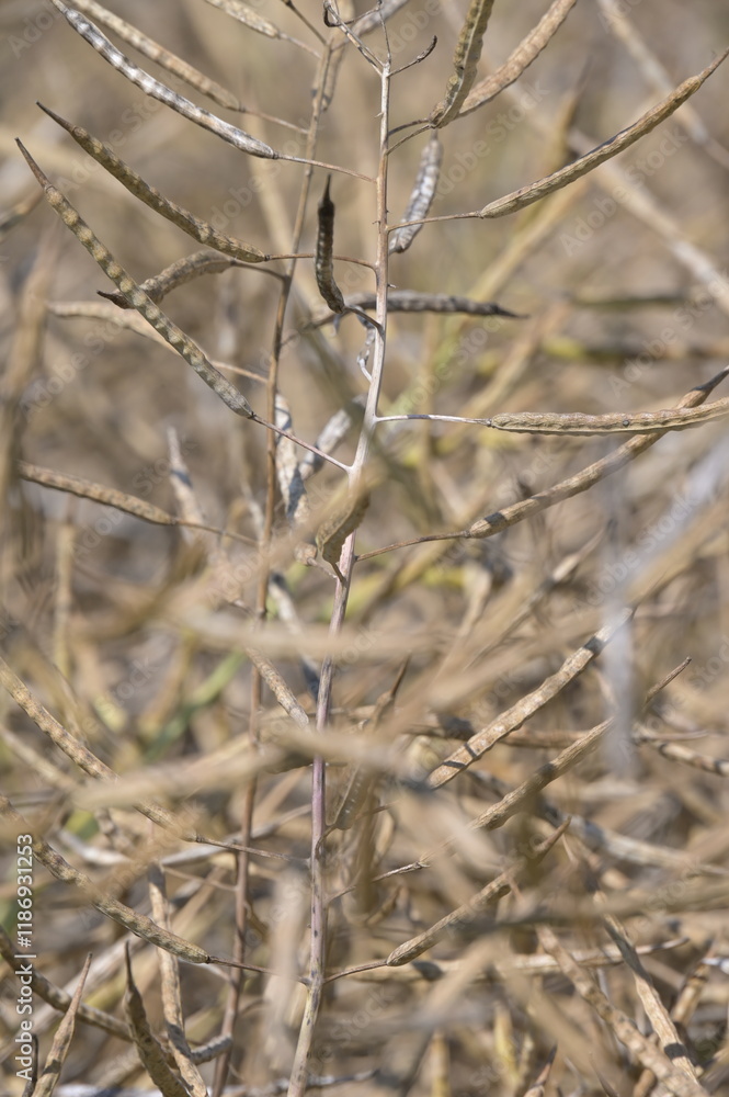 Raps, Winterraps, Brassica napus L., Erntereif Raps, Winterraps, Brassica napus L., Erntereif