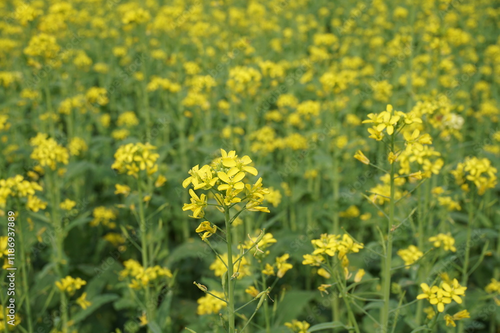 Yellow mustard flowers blooming in the mustard field, Yellow mustard field landscape, Close up Mustard plant with yellow flower with blue sky background.