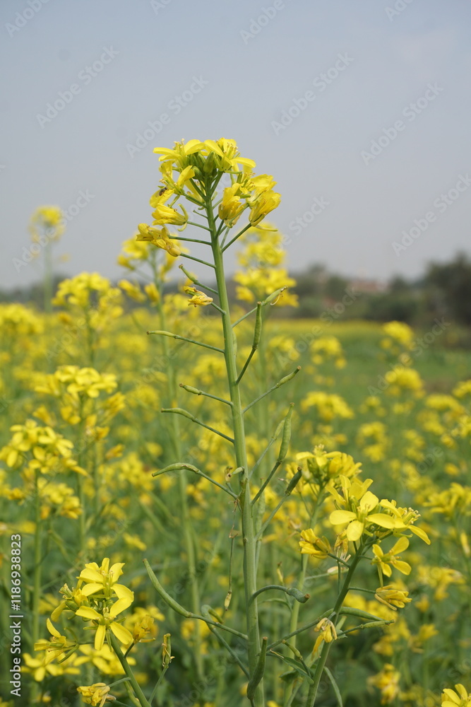 Yellow mustard flowers blooming in the mustard field, Yellow mustard field landscape, Close up Mustard plant with yellow flower with blue sky background. Yellow mustard flowers blooming in the mustard field, Yellow mustard field landscape, Close up Mustard plant with yellow flower with blue sky background.