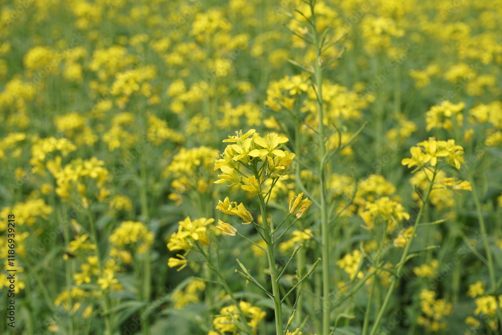 Yellow mustard flowers blooming in the mustard field, Yellow mustard field landscape, Close up Mustard plant with yellow flower with blue sky background. Yellow mustard flowers blooming in the mustard field, Yellow mustard field landscape, Close up Mustard plant with yellow flower with blue sky background.