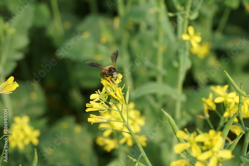 Yellow mustard flowers blooming in a mustard field, Mustard blossoms of oilseed, Green yellow plants of mustard field with s sunset view, oilseed flower blooming photo