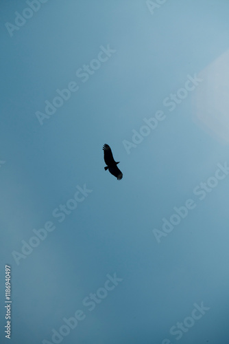 Bird flying 