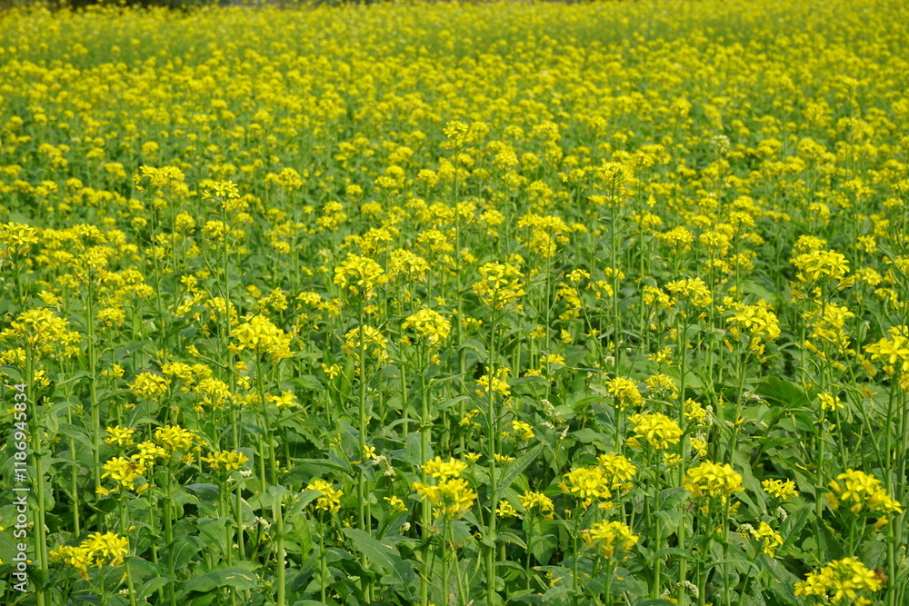 Yellow mustard flowers blooming in the mustard field, Yellow mustard field landscape, Close up Mustard plant with yellow flower with blue sky background. Yellow mustard flowers blooming in the mustard field, Yellow mustard field landscape, Close up Mustard plant with yellow flower with blue sky background.