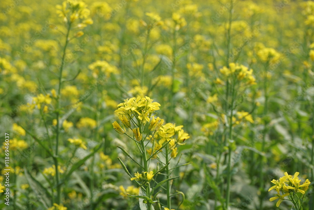 Yellow mustard flowers blooming in a mustard field, Mustard blossoms of oilseed, Green yellow plants of mustard field with s sunset view, oilseed flower blooming Yellow mustard flowers blooming in a mustard field, Mustard blossoms of oilseed, Green yellow plants of mustard field with s sunset view, oilseed flower blooming