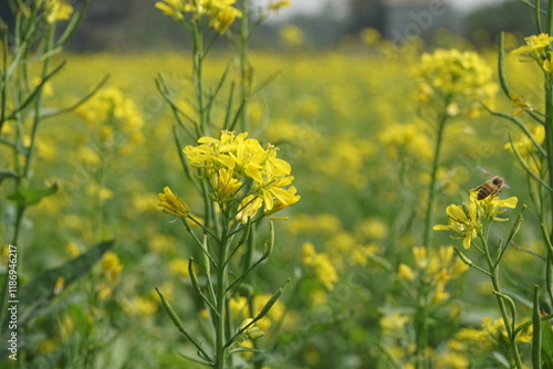 Yellow mustard flowers blooming in the mustard field, Yellow mustard field landscape, Close up Mustard plant with yellow flower with blue sky background.