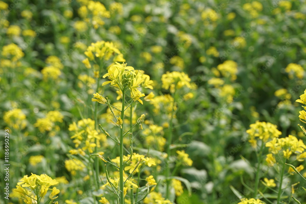 Yellow mustard flowers blooming in the mustard field, Yellow mustard field landscape, Close up Mustard plant with yellow flower with blue sky background. Yellow mustard flowers blooming in the mustard field, Yellow mustard field landscape, Close up Mustard plant with yellow flower with blue sky background.