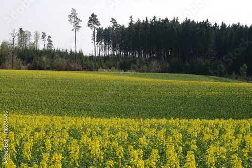 Raps,  Winterraps,  Brassica napus L. Blühbeginn photo