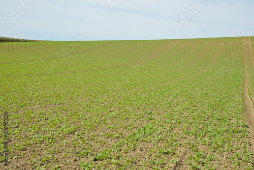 Raps,  Winterraps,  Brassica napus L.,  nach Auflauf photo