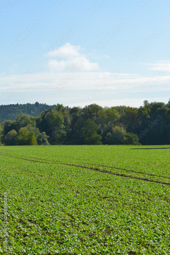 Raps, Winterraps, Brassica napus L., nach Auflauf Raps, Winterraps, Brassica napus L., nach Auflauf