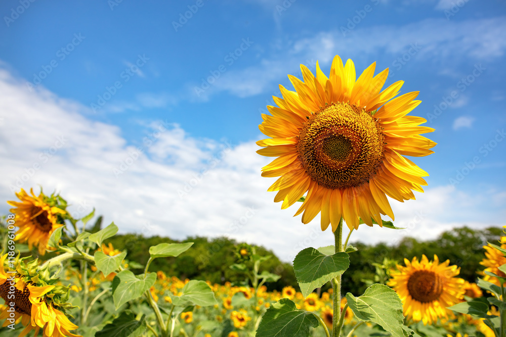 Bright sunflowers bloom under a vivid blue sky on a sunny afternoon