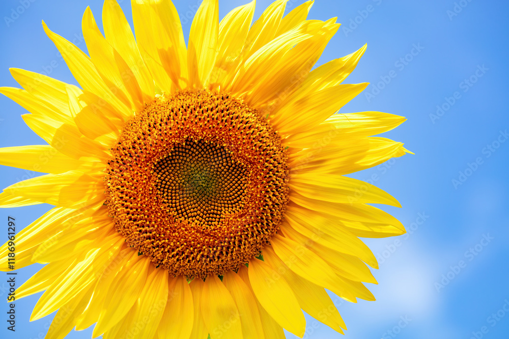 Bright sunflower standing tall under a clear blue sky on a sunny day in summer