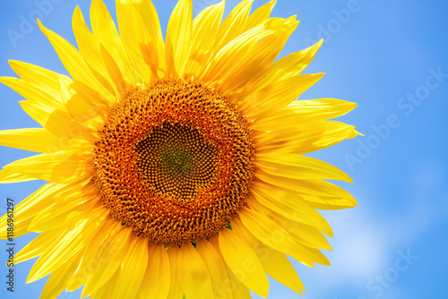 Obraz na płótnie Bright sunflower standing tall under a clear blue sky on a sunny day in summer w salonie