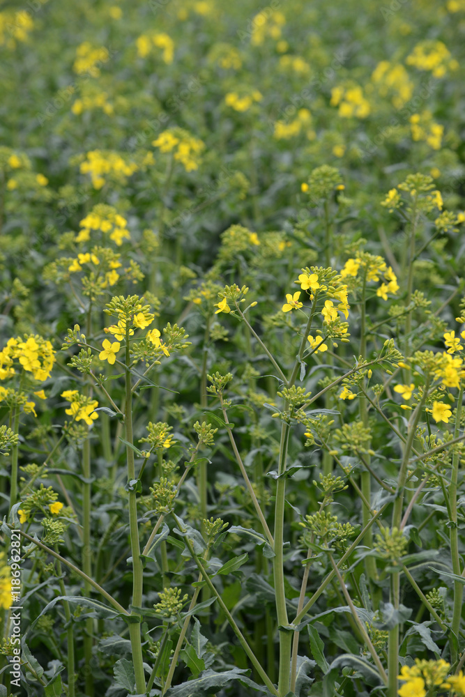 Raps, Winterraps, Brassica napus L, Blühbeginn Raps, Winterraps, Brassica napus L, Blühbeginn