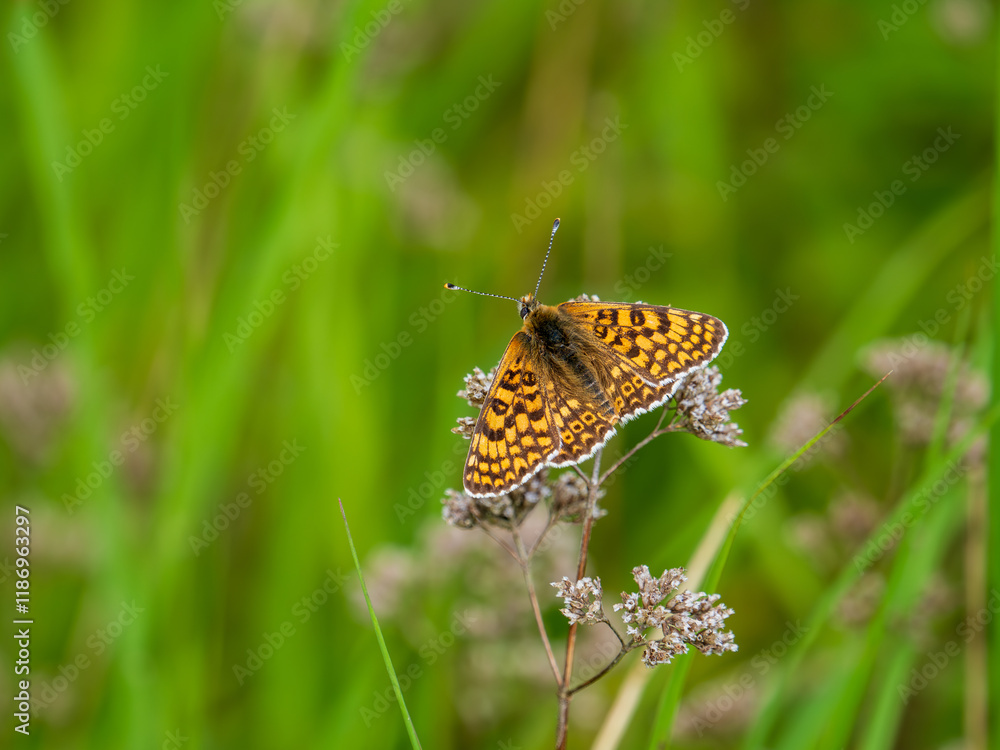 Obraz premium Glanville Fritillary Butterfly Resting With its Wings Open