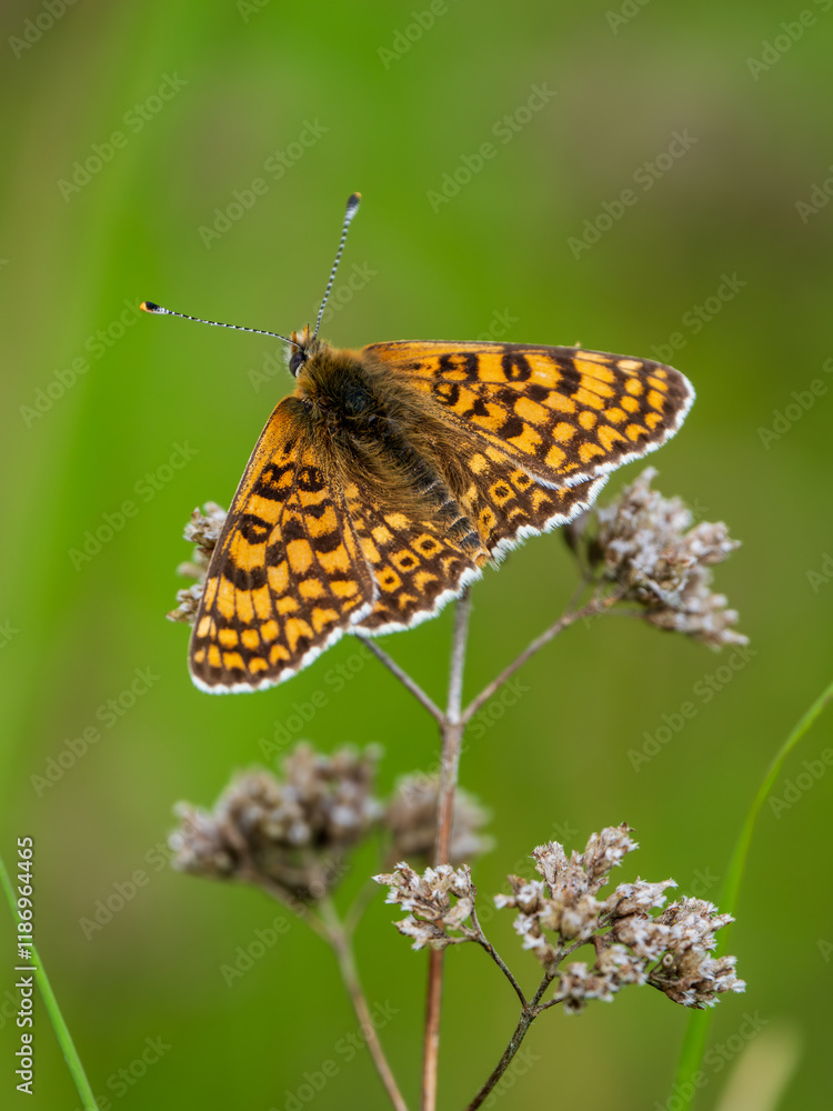 Glanville Fritillary Butterfly Resting With its Wings Open Glanville Fritillary Butterfly Resting With its Wings Open