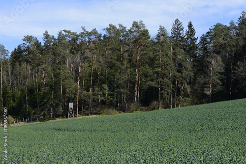 Raps,  Winterraps,  Brassica napus L.,  Frühjahr photo