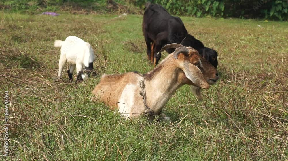 A herd of goats in a meadow of a goat farm, A flock of sheep grazing in the cattle farm A herd of goats in a meadow of a goat farm, A flock of sheep grazing in the cattle farm