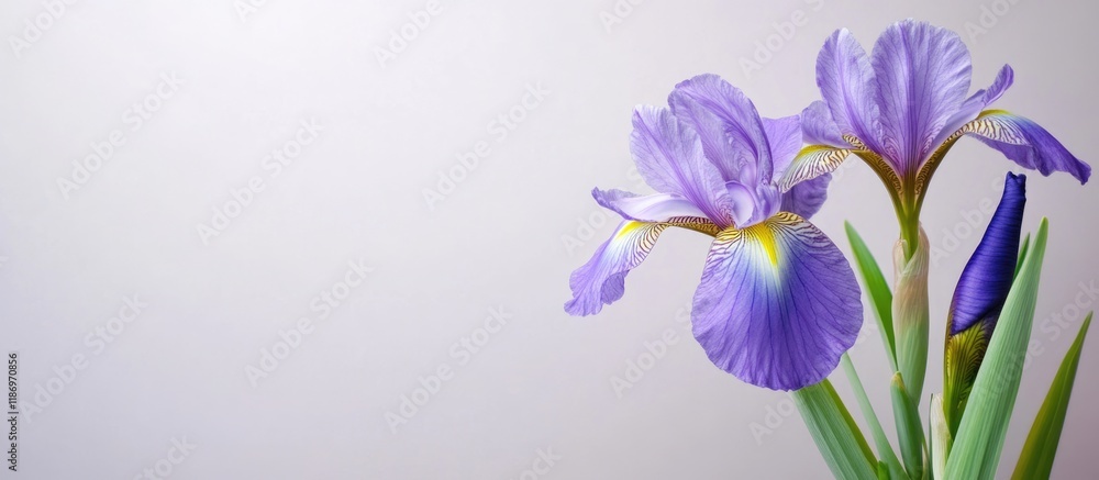 Purple Iris Flowers with Green Leaves on Light Gray Background, Featuring Large Empty Space for Text Overlay Purple Iris Flowers with Green Leaves on Light Gray Background, Featuring Large Empty Space for Text Overlay
