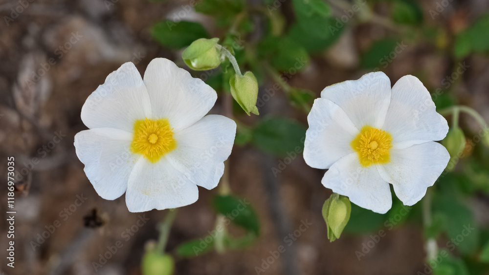 Obraz premium peaceful flowers and natural environment in nature