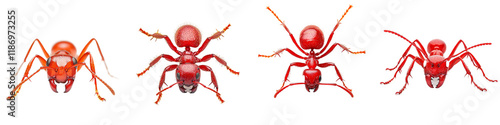 Detailed Illustration of Various Red Ant Species with Distinct Features and Poses photo