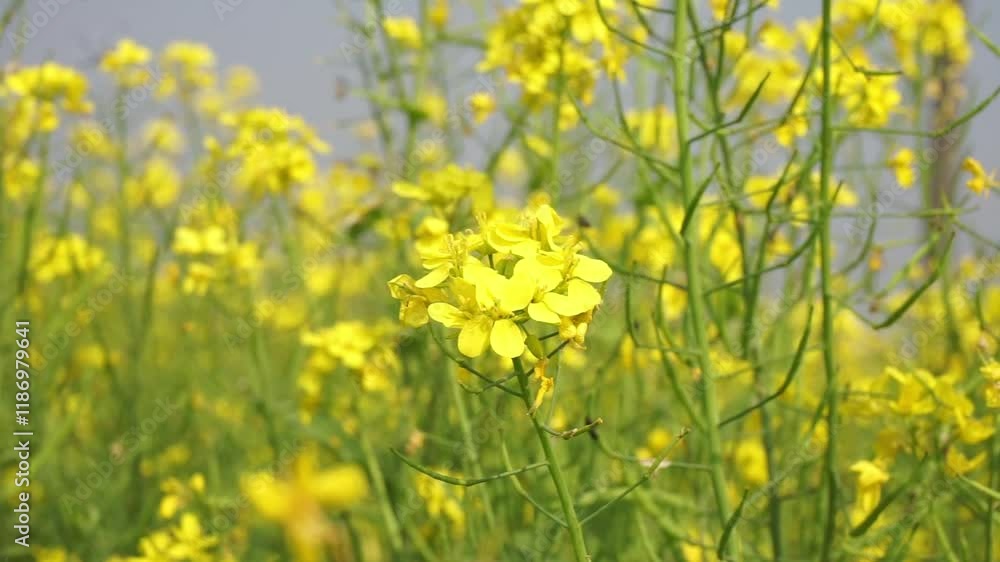 Yellow mustard flowers blooming in the mustard field, Yellow mustard field landscape, Close up Mustard plant with yellow flower with blue sky background. Yellow mustard flowers blooming in the mustard field, Yellow mustard field landscape, Close up Mustard plant with yellow flower with blue sky background.
